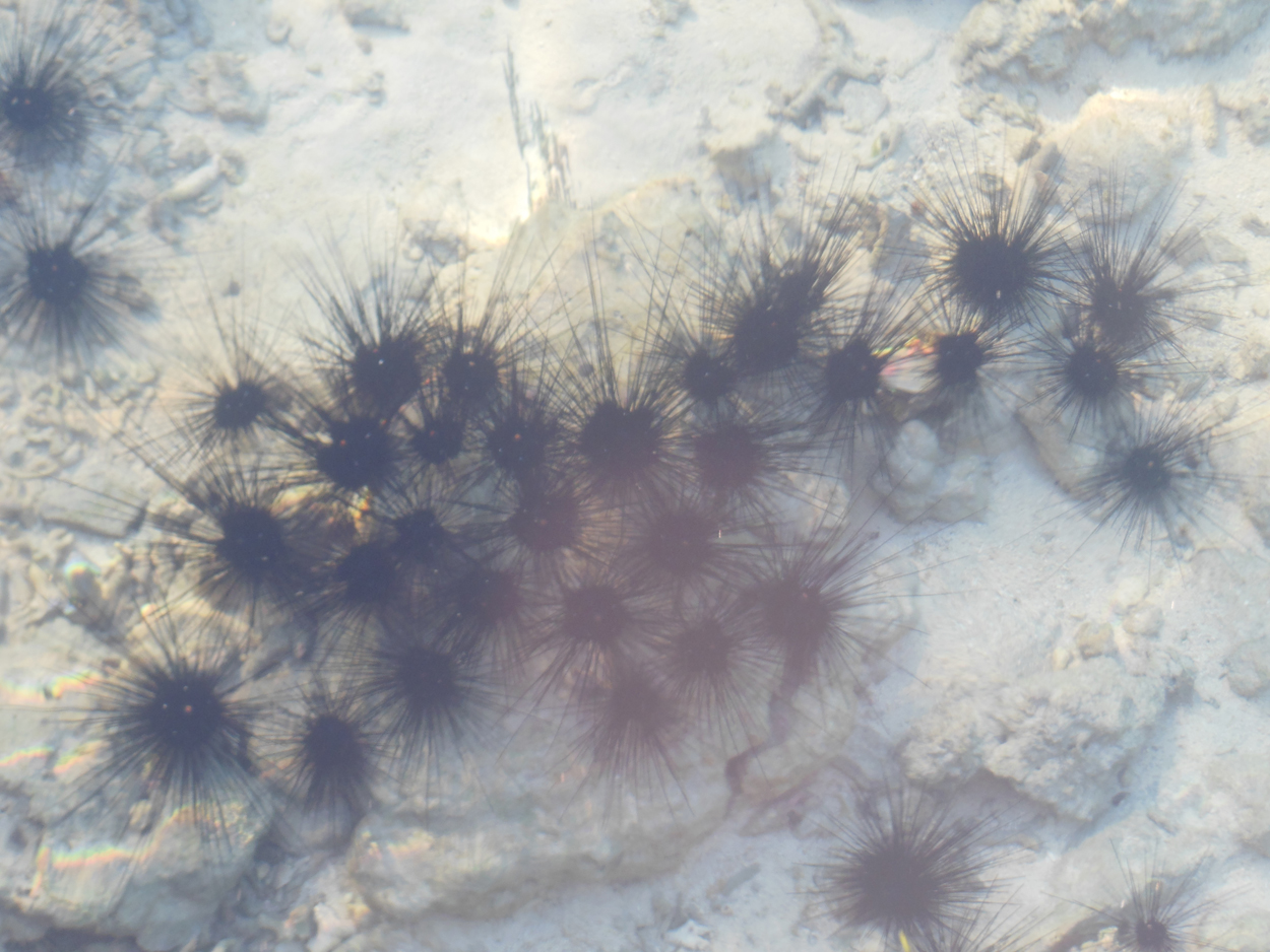 2013-11-10 Billabong Scuba, Mabul 